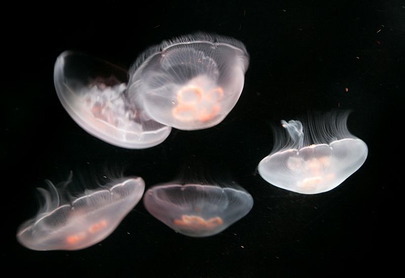 Medusas luna nadando en un tanque de peces en el Aquarium Internacional de Tokio.