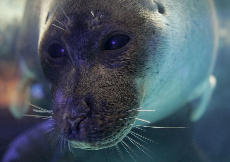 Un nerpa (foca endémica del Lago Baikal, un gran lago de agua dulce de Siberia) nadadndo en el Aquarium de Tokio.