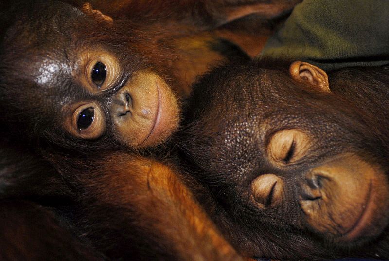 Dos orangutanes descansan uno junto al otro en Indonesia.