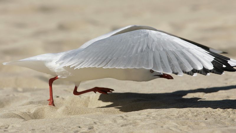 Una gaviota plateada a punto de echar a volar en la playa Manly de Sidney, Australia.