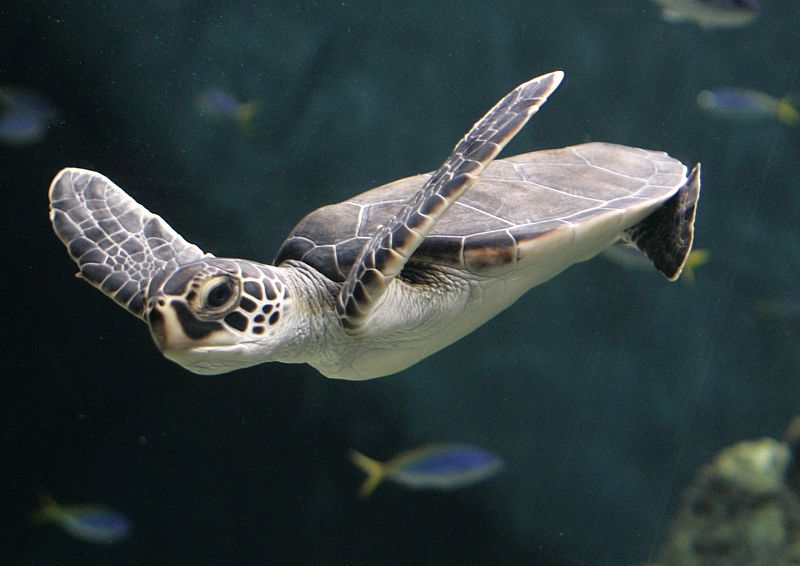 Una tortuga verde nada en parque marítimo de Tokio, Japón.