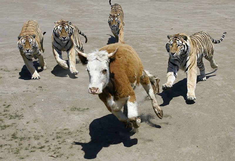 Cuatro tigres siberianos persiguiendo a un novillo en Harbin, China.