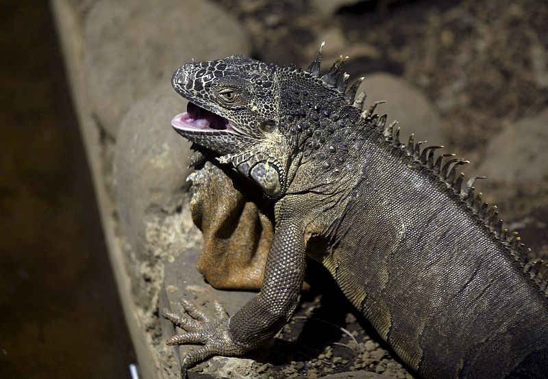 Una iguana trepa por una roca en Managua, Nicaragua.