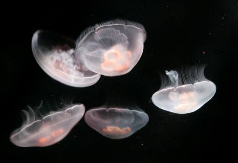 Medusas luna nadando en un tanque de peces en el Aquarium Internacional de Tokio. 