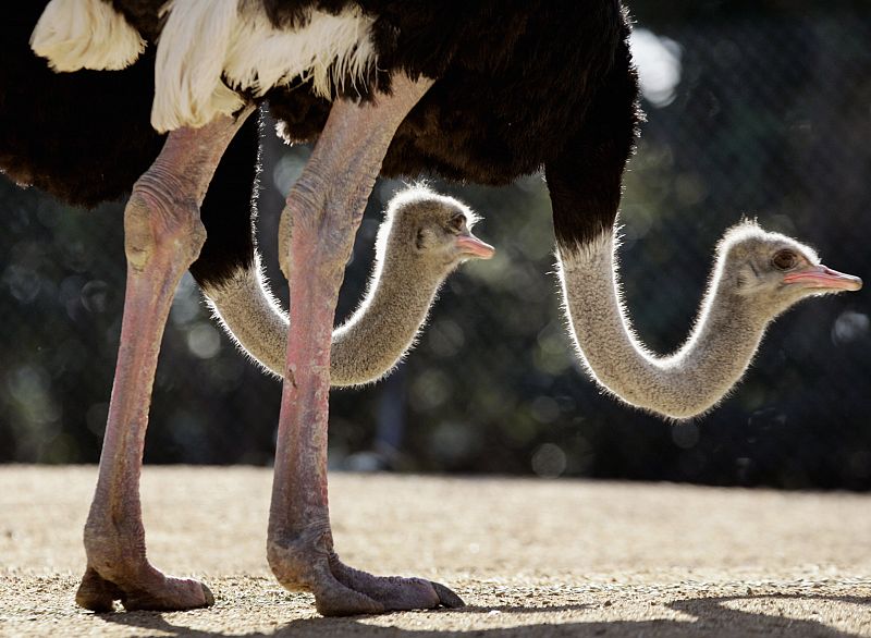 Dos avestruces africanas buscan semillas para comer en el zoo de Sidney.