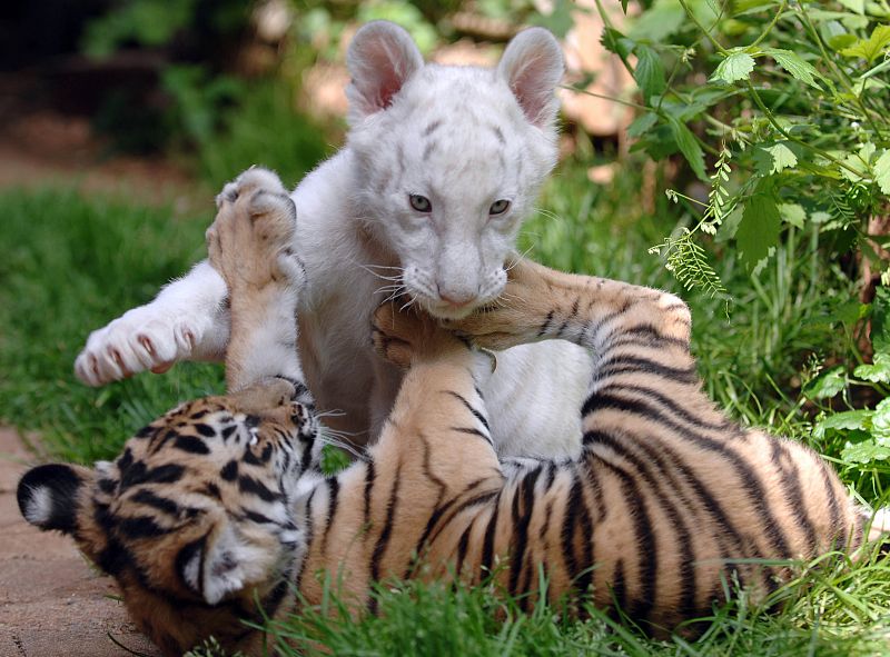 Un cachorro de tigre blanco, Madras, jugando con su hermana Taiga en el noroeste de Suiza.