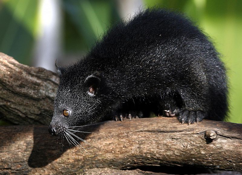 Un cachorro de manturón, también conocido como los 'osos-gatos' asiáticos se asoma desde la rama de un árbol en Sidney.