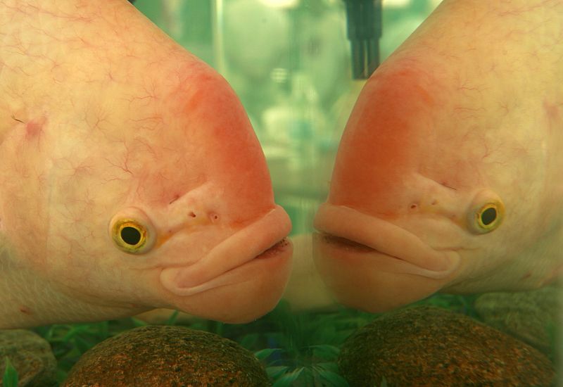 Un gourami gigante se ve reflejado en un tanque de peces en Paranaque, Manila.