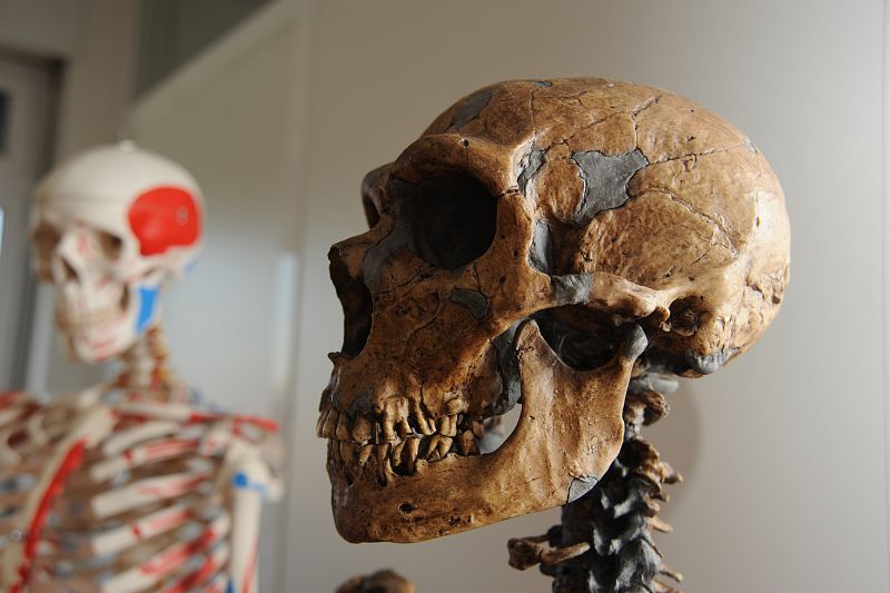 Cráneo neandertal en primer plano;  al fondo,  reproducción de H.sapiens