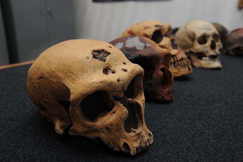 Varios cráneos de Neandertales y, al final de la hilera, un cráneo de Sapiens