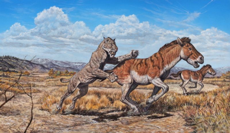 Tigre dientes de sable de norteamérica Homotherium latidens salta sobre un caballo Equus occidentalis para abatirlo.