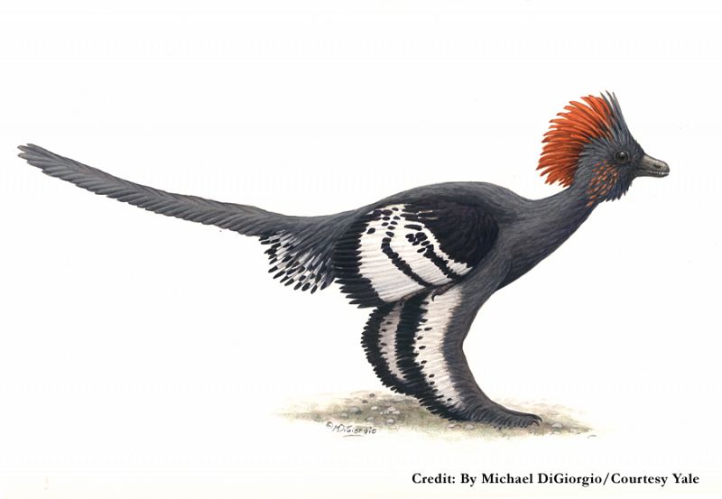 Michael DiGiorgio ha ilustrado uno de los descubrimientos más sonados de los últimos tiempos: las plumas de los dinosaurios. La imagen representa un Anchiornis Huxley luciendo su colorido plumaje. "Trabajé meses y meses junto a los científicos de l