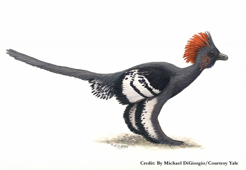 Michael DiGiorgio ha ilustrado uno de los descubrimientos más sonados de los últimos tiempos: las plumas de los dinosaurios. La imagen representa un Anchiornis Huxley luciendo su colorido plumaje. "Trabajé meses y meses junto a los científicos de l