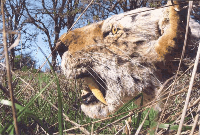 Es la escultura de una cabeza de Smilodon, un tigre dientes de sable, para una exposición.