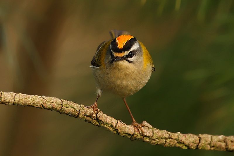 El reyezuelo, el ave más pequeña de Europa
