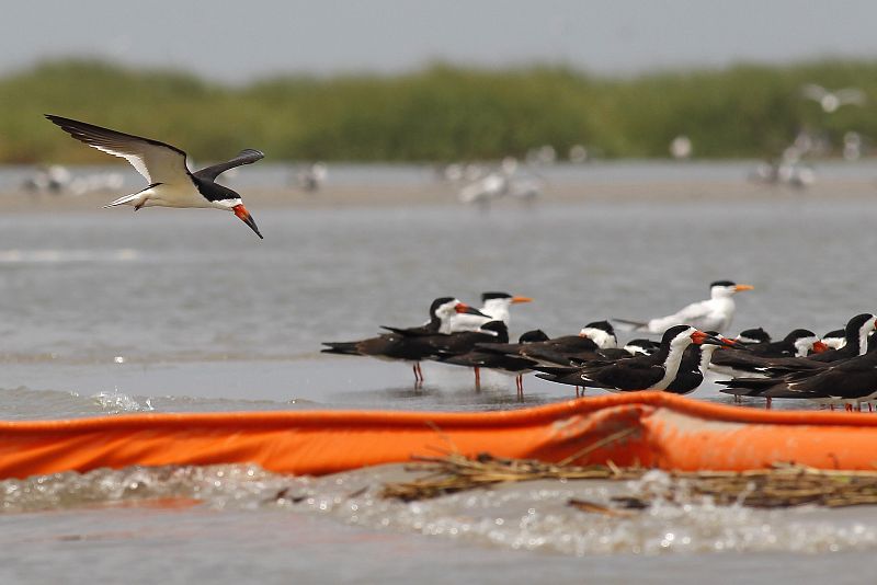 Pájaros rodeados por la barrera que intenta evitar que el petróleo llegue a las costas del Golfo de México.