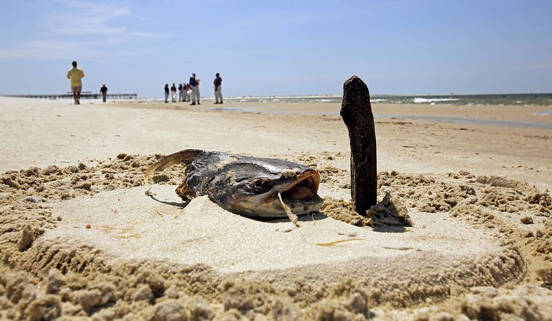 Un pez muerto marcado por los 'limpiadores'de petróleo en el Golfo de México.