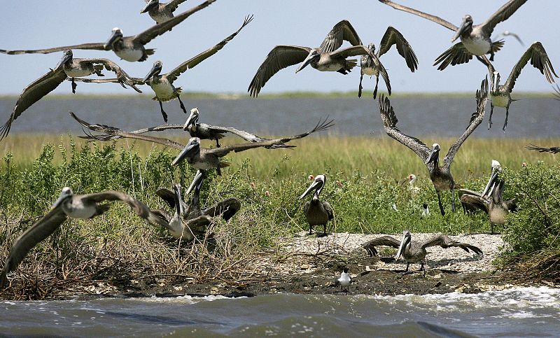 Diferentes pelícanos sobrevuelan la zona afecta por la marea negra.