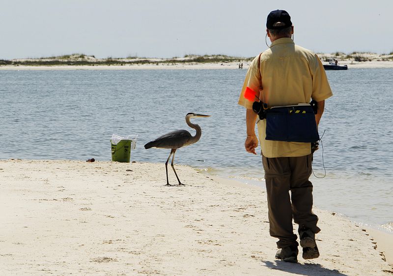 Una garza en la orilla de la Isla de los Delfines, Alabama.