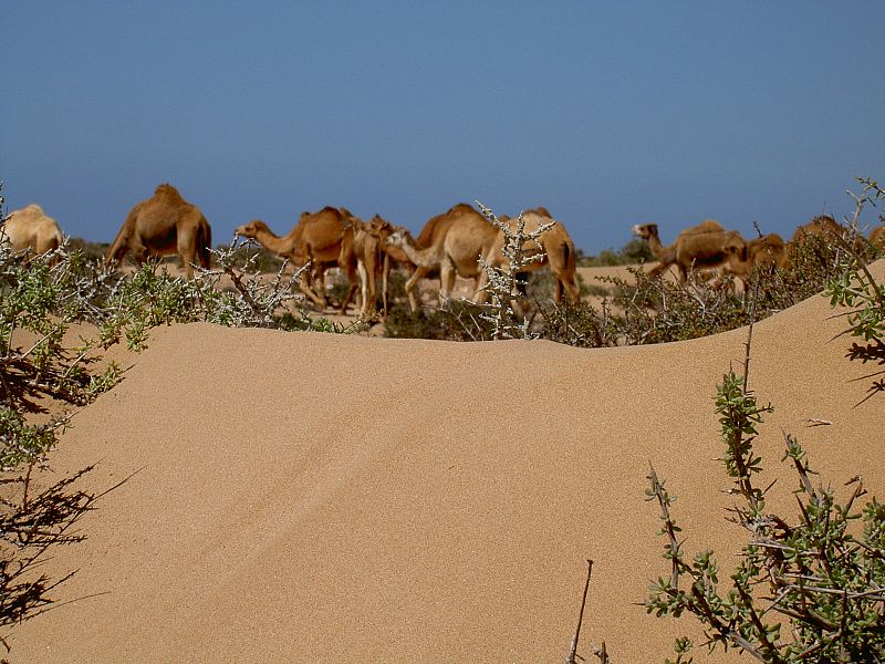 Camellos y dunas cerca de Bojador