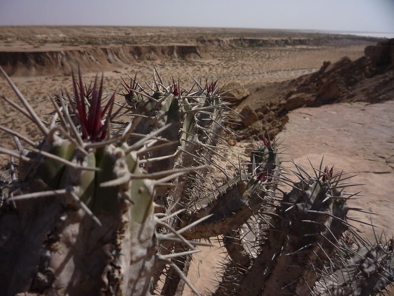 Tierra de apariencia desolada