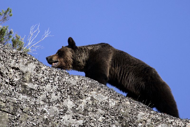 Un oso pardo camina por la cresta de una montaña en la Cordillera Cantábrica