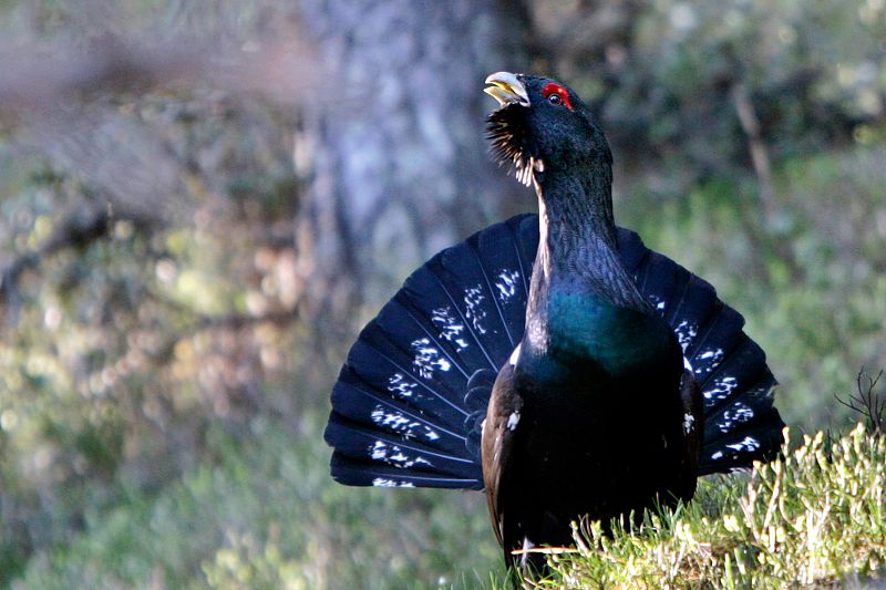 Un urogallo macho, en celo, pasea por un bosque de pino negro en el Pirineo Oriental