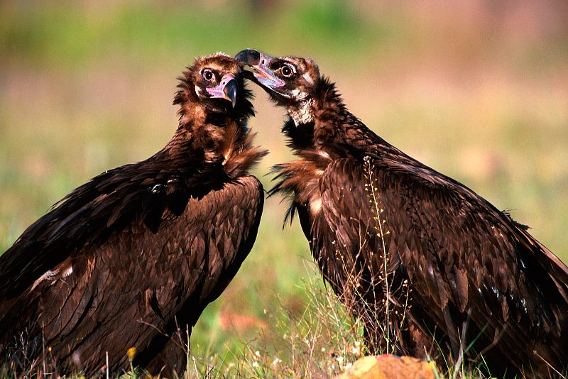 Un pareja de buitres negros en el Parque Nacional de Cabañeros, Ciudad Real