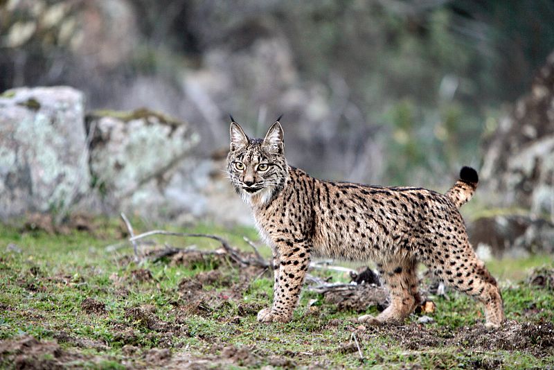 Un joven ejemplar de lince ibérico camina sigiloso entre las rocas de Sierra Morena