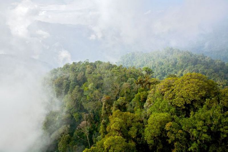 Las montañas de Foja, Indonesia, donde se han descubierto las nuevas especies