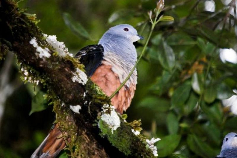 Una de las palomas imperiales descubiertas en Indonesia