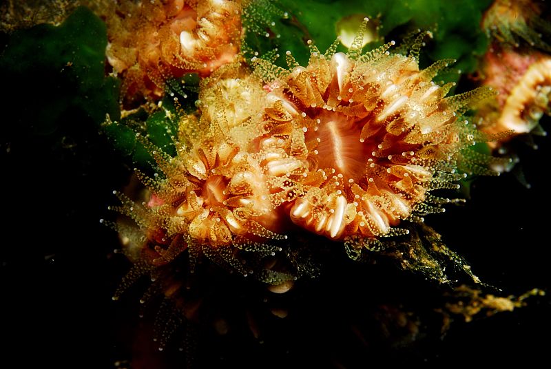 Coral colonial oscuro en Isla Foradada (Baleares)