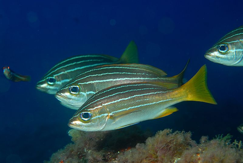 African striped grunts (Parapristipoma octolineatum). El Bergantín, Cabo de Gata, Almería