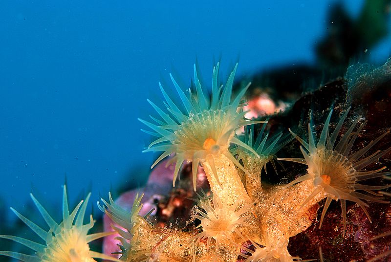 Anémona incrustante amarilla en Cantabria