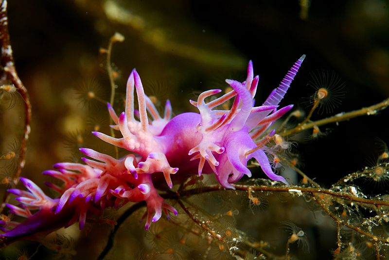 Fondo del mar en Cap Llebeig, Parque Nacional de Cabrera