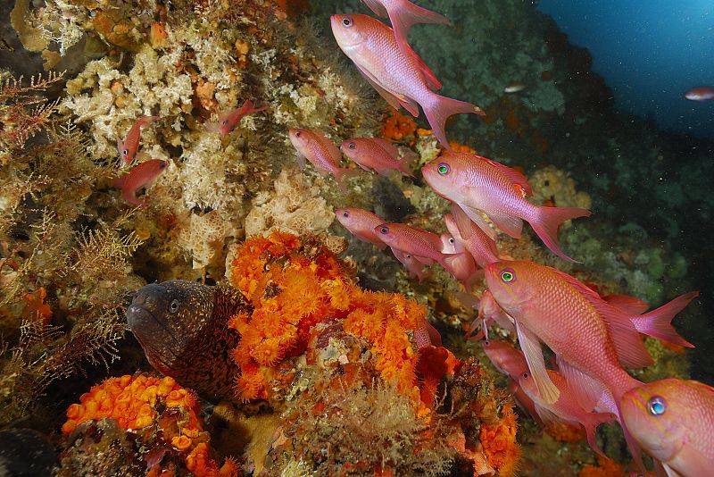 Una morena mediterránea atravesando un fondo de coral en Cádiz