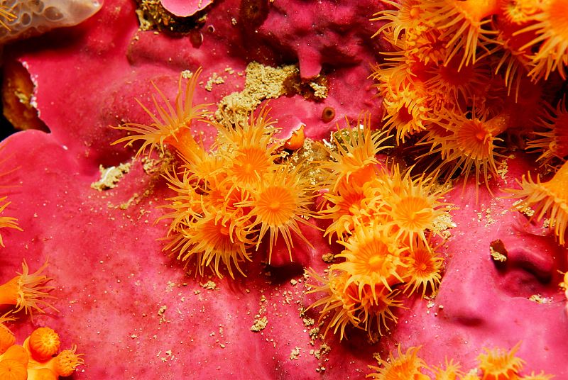 Anémonas amarillas trompeteras en Isla Hormigas (Murcia)