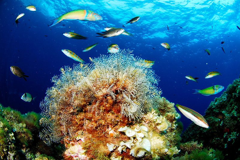 Biodiversidad marina en Murcia