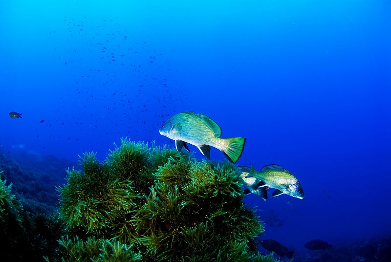 Castañuela (Chromis chromis), Cabo de Palos, Murcia