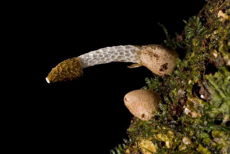 Un hongo de cinco centímetros de longitud (Phallus drewesii)