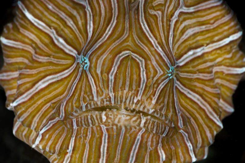 Un pez rana (Histiophryne psycheldelica) con un raro y psicodélico diseño