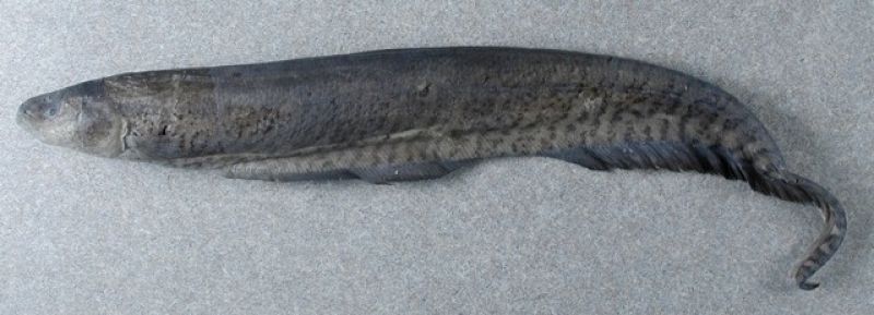 Un pez eléctrico, 'Gymnotus omarorum', otra de las especies del 'top ten'