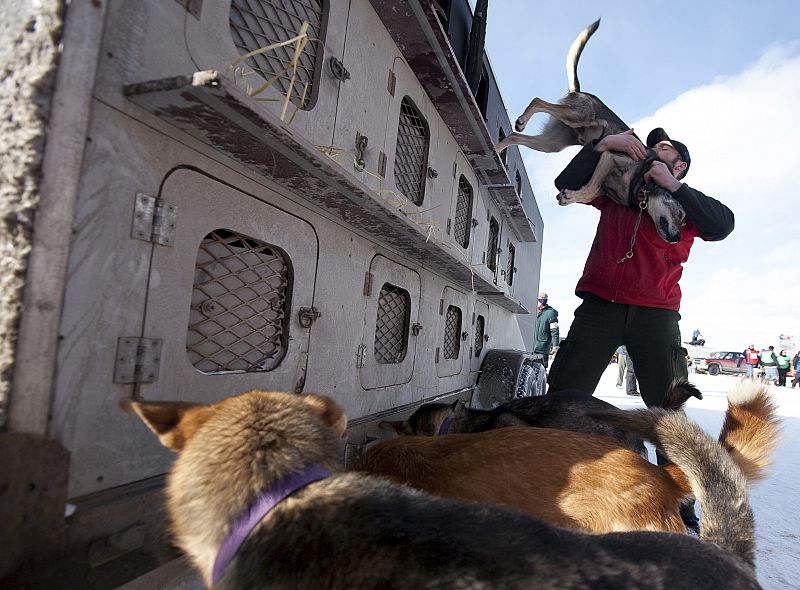 Los perros salen del camión donde se les transporta