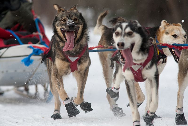 Los participantes protegen las patas de los perros ante la dureza del recorrido