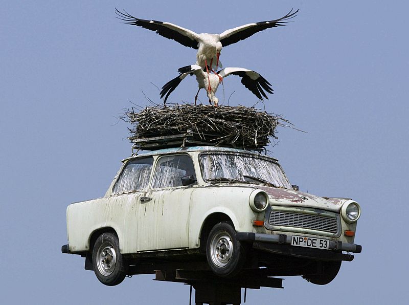 Una pareja de cigüeñas blancas(Alemania)