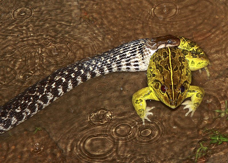 Una serpiente tragándose una rana en Kochi, India