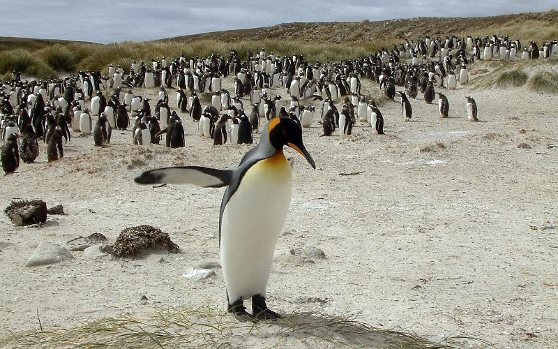 Pingüinos Rey en las Islas Falkland