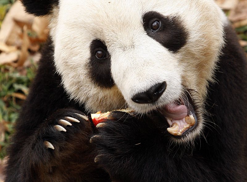 Un oso panda gigante comiendo una manzana (Washington)