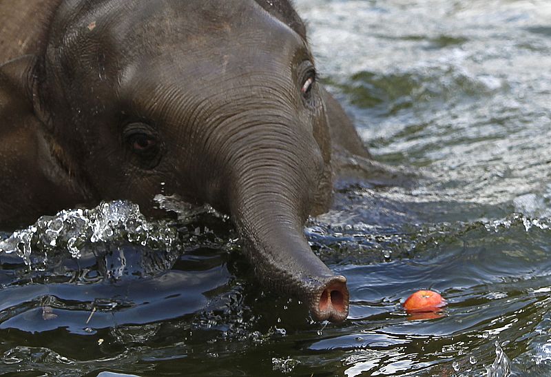 Ko Raya, un elefante de un año, intenta coger una manzana (Berlín, Alemania)