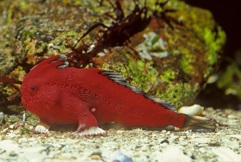El 'pez rojo' es uno de los más amenazados por la degradación de su hábitat